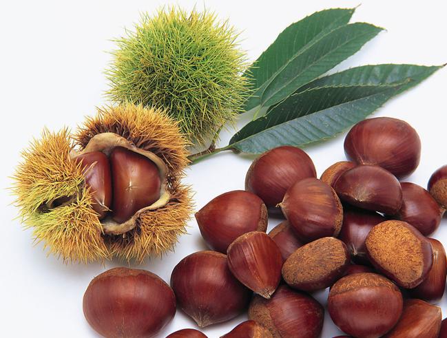 Castanea mollissima seeds Chinese Chestnut